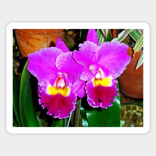 Orchid Study 2 Sticker